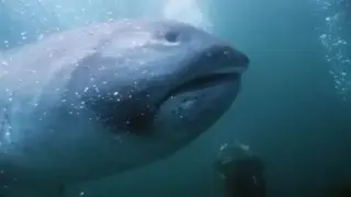 World`s Biggest Fish 4
