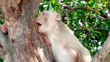 游客丢给猴子一个朝天椒，猴子咬一口后，当场发飙,镜头记录全过程