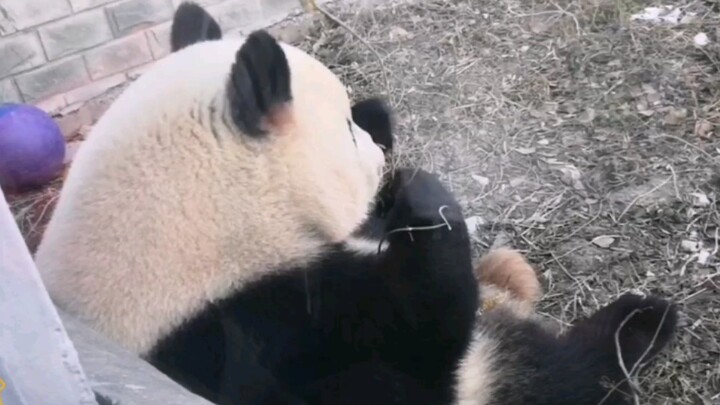 [Hewan]Momen lucu panda saat sedang makan