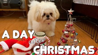 Santa Paws 3 - A Day After Christmas  (Cute Funny Dog Video)