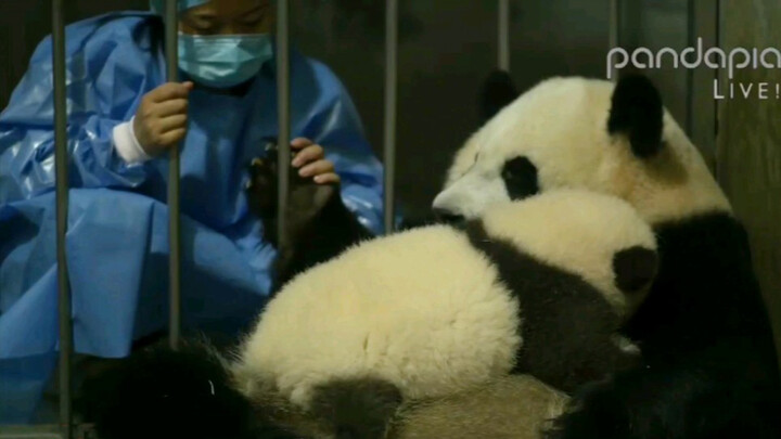 Giant Panda|The Giant Panda and the Breeder