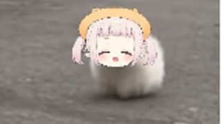 【Mashiro Kanon】The cabbage looks like a little dog, the cutest