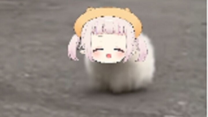 【Mashiro Kanon】The cabbage looks like a little dog, the cutest