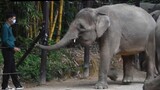 Động vật|Chú voi "Lina" không bỏ lỡ thứ gì trên tay người nuôi dưỡng