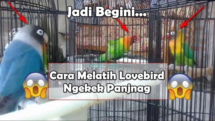Cara Melatih Lovebird Ngekek Panjang AMPUH DAN BERMENTAL BAJA, Lihat Hasilnya