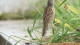 Kalau-kalau ada yang belum pernah melihat betapa kecilnya burung pipit memakan biji rumput