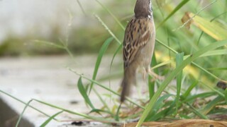 Just in case anyone hasn't seen how little sparrows eat grass seeds