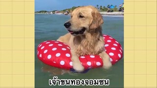 เพื่อนตัวน้อย สัตว์เลี้ยงแสนซน : เจ้าขนทองจอมซน