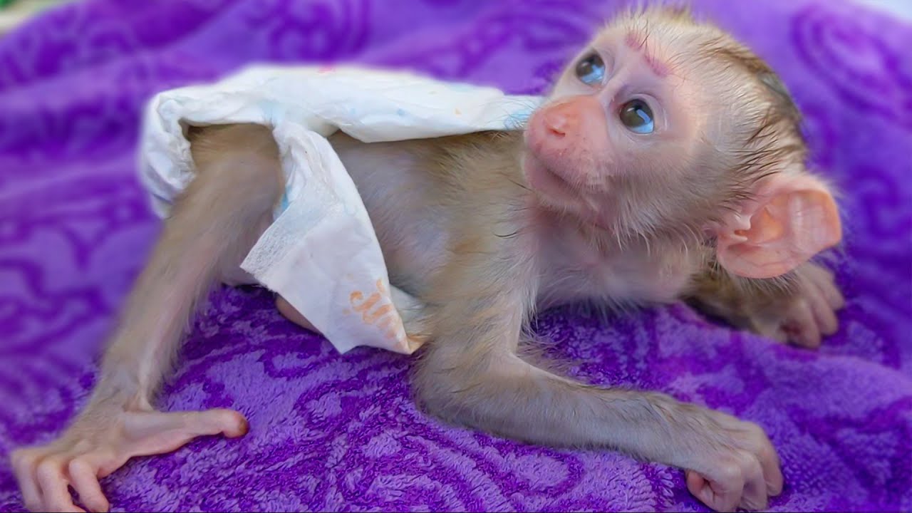cute baby monkeys in clothes