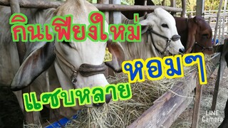 กินเฟียงข้าวใหม่หอมๆ หลังเกี่ยวข้าวปีนี้จร้า|CHATGEN CHANNEL