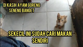 Anak Kucing Kelaparan Minta Makan Di Warteg Seneng Banget Di Beliin Ayam Goreng ..!