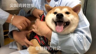 【尖叫鸡转世为柴犬】只为了那一次的打针（误