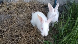 my little bunnies