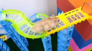 [Pet] Hamster Pintar Melewati Labirin Kompleks dengan Lancar