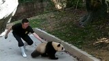 [Animals]It's a hard work to take playing pandas back home