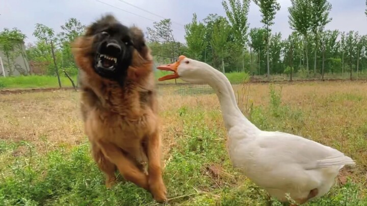 Garis keturunan anjing gembala telah bangkit dan dia mulai mengumpulkan angsa. Saatnya membelikannya