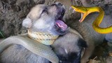 Khủng Khiếp Quá ! Chó Con Bị Rắn Khổng Lồ Xiết Cổ Nuốt Vào Bụng Xuýt Chết / Snakes Attack Puppies