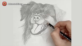 How to draw - Dog pencil sketch