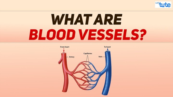 What are Blood vessels? | Blood Circulation in Human being | Biology | Letstute