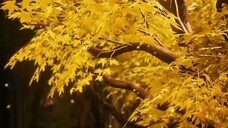Wu Dong Qian Kun S5 EP 07 - Anime Donghua