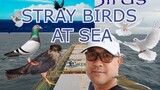 Stray Birds at sea, Buhay Barko