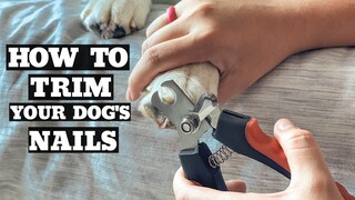 How To Trim Your Dog's Nails