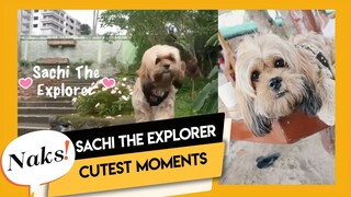 Naks! Sachi The Explorer Cutest Moments