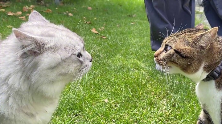 Whose cats are fighting with wires and making me laugh to death?