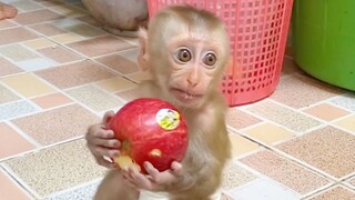 Why You Are So Cute Little Princes Maya, Baby Monkey Maya Get An Apple For Dinner