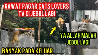 Astagfirullah Pagar Cats Lovers Tv Jebol Lagi Kucing Pada Keluar..!