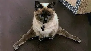 FUNNY CAT MEMES COMPILATION OF 2022 PART 66