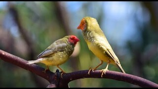 Sang Burung Starfinch