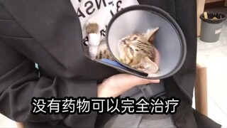 脑瘫小猫壮壮的故事