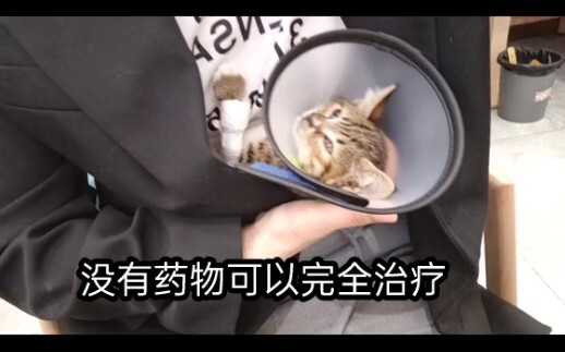 脑瘫小猫壮壮的故事