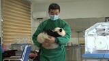 [Hewan]Hari Besar, Bayi Panda Akan Kembali ke Pelukan Ibu