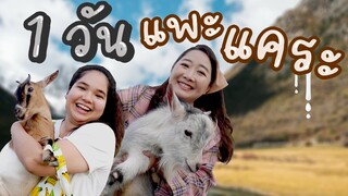 1 วันกับแพะแคระ! ปิ๊กมี่ EP.258