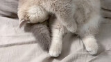 Kitten experiences a forced boot