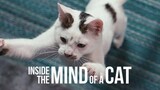 Inside the Mind of a Cat คิดแบบแมวๆ