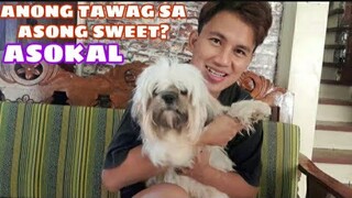 QUESTION AND ANSWER KALOKOHAN | FUNNY VIBES DOG