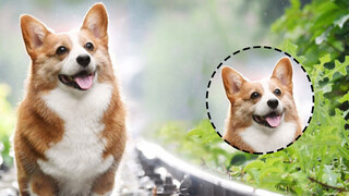 Thú cưng dễ thương | Corgi cũng có thể trở thành chó nghiệp vụ?