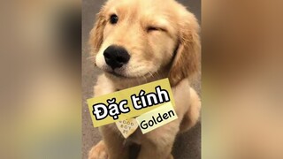 Trả lời  Đặc tính chó Golden nha!!! Một người bạn có nụ cười rất "Golden"! thucung pet thucungdethuong thucungvuinhon chó chó_cưng