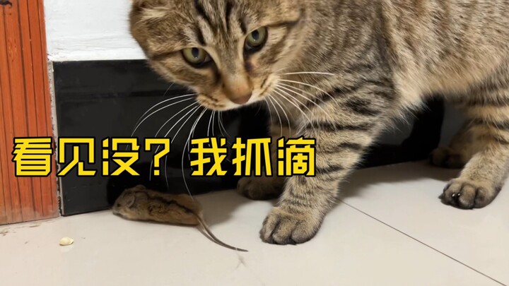 狸花猫每次抓到老鼠，都要在主人面前炫耀一番！