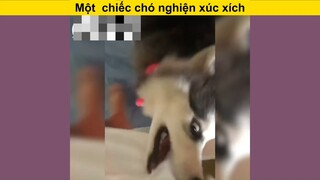 Chiếc chó thích ăn xúc xích #funny #haihuoc