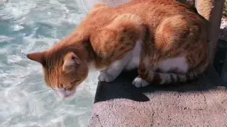 Thirsty Cat Drinking Water In A Fountain Lake In The Middle Of The Road