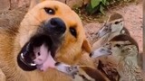 [Hewan] Kehidupan konyol antara anjing dan penjaga