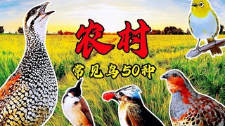 农村常听鸟叫声50种，那些只闻其声不见其影的鸟儿，现在看清了