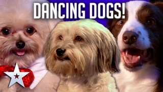 DANCING DOGS! | Britain's Got Talent