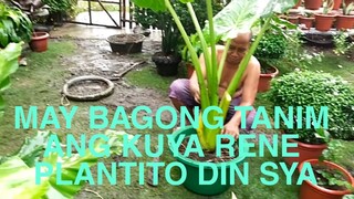 MAY BAGONG TANIM ANG KUYA RENE KO PLANTITO DIN CYA