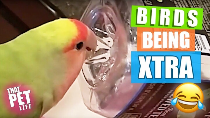 Birds Who Are So XTRA 😂 | Funny Pet Compilation