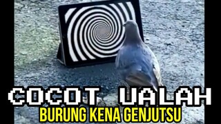 BURUNG KENA GENJUTSU | CHOCHOT UALAH 34